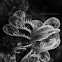 Feather Star
