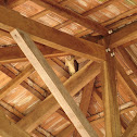Barn Owl