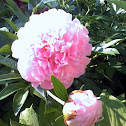 Peony