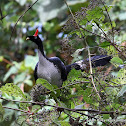 Horned Guan