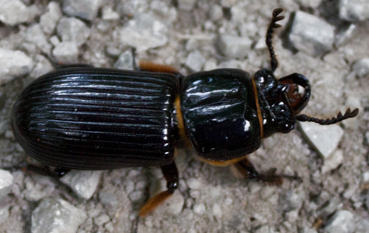 Bess Beetle