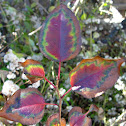 Japanese Knotweed (Fall foliage)