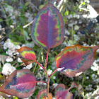 Japanese Knotweed (Fall foliage)