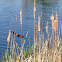 Red-winged blackbird