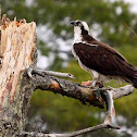 Osprey