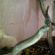 Boomslang female