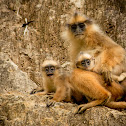 Yellow-handed Mitered Langur