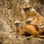 Yellow-handed Mitered Langur