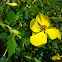 Showy Partridge-Pea