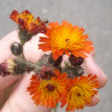 Orange Hawkweed