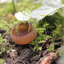 Anemonen-Becherling, Sclerotinia tuberosa