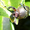 Golden Stag Beetle