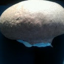 Giant Puffball Mushroom