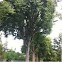 American elm