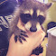 Raccoon