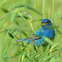 indigo bunting