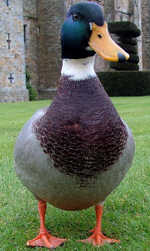 鳥類。動物拼圖