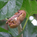 Eastern Red Bat