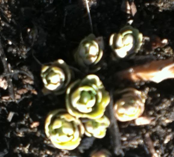 Spotting Image 1