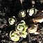 Sedum