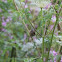 Common Rosefinch