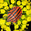 Minstrel Bug