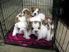 Cachorros De Buldog Ingleses Para Adopcion
