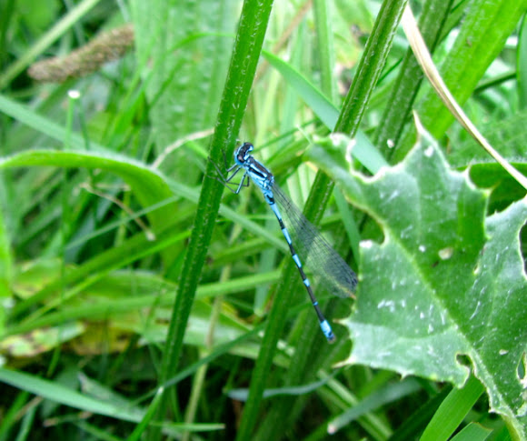 Spotting Image 1