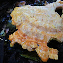 Chicken of the Woods,sulphur polypore, sulphur shelf, and chicken mushroom
