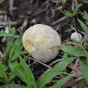 mushroom