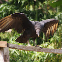Black Vulture
