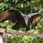 Black Vulture