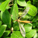 Crane fly