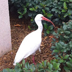 American White Ibis