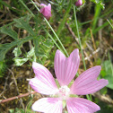 Flor de malva o Malva moscada - Musk-mallow