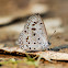 Common Hedge Blue
