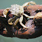 Cangrejo (Crab)