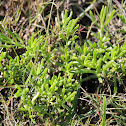 Saltwort