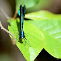Beautiful Demoiselle