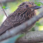 Crescent-chested Puffbird