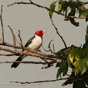 Yellow-billed cardinal