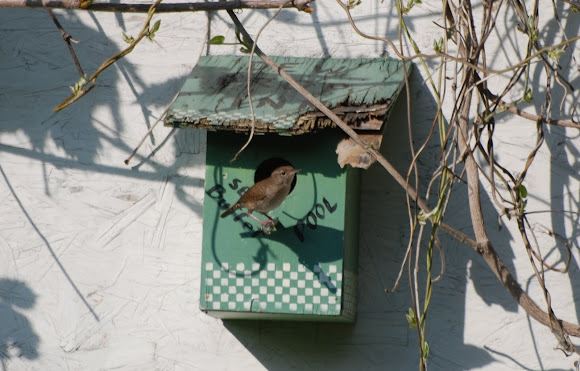 Spotting Image 1