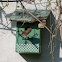 House Wren