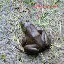 American Bullfrogs