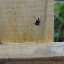 Stink Bug