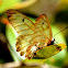 Clearwing Swallowtail or Big Greasy