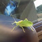 True katydids