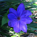 Clematis