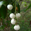 Glue Berries