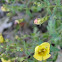 Annual False Foxglove